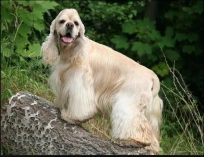 Est-ce que c'est un cocker anglais sur la photo ?