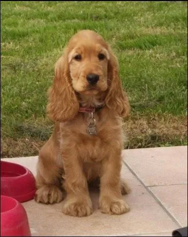 Et lui, est-ce que c'est un chiot cocker anglais ?