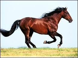 Quelle est la vitesse la plus rapide du cheval ?