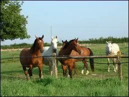 Combien de chevaux peut-on mettre en mme temps dans un pr pour plus de scurit ?