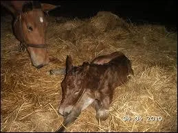 Comment appelle-t-on l'accouchement d'un poulain ?