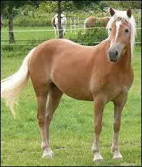 Comment s'appelle la femelle du cheval ?