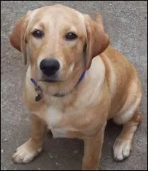 Comment s'appelle la femelle du chien ?