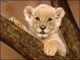 Comment appelle-t-on le petit de la lionne ?