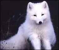 Lequel de ces animaux ne change pas de couleur pour revtir un plage blanc en hiver ?