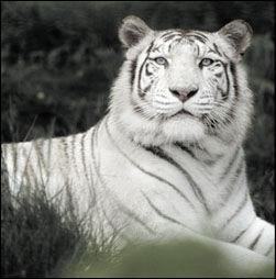 De quelle origine est le tigre blanc ?