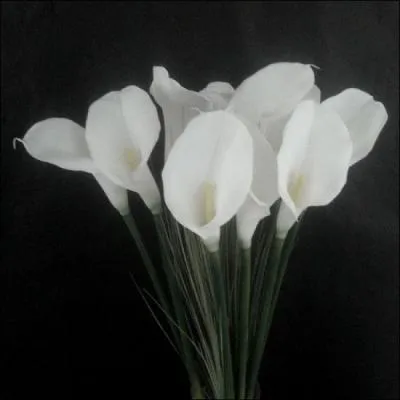 Que sont ces magnifiques fleurs blanches ?