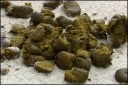 Quand faut-il nettoyer les crottins ?