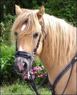 A partir de combien de galops peut-on enseigner ?