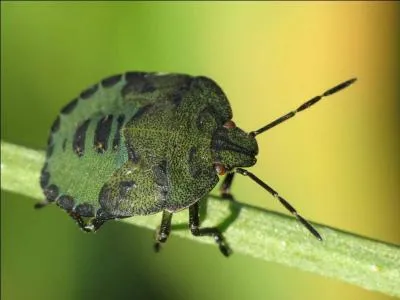 Quand les punaises (un animal charmant et potique) se grimpent sur le dos, elles se donnent des coups d'aiguillon  travers la carapace. Pourquoi ?