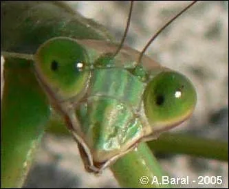 Pourquoi la mante, insecte violent dans ses rapports amoureux puisque la femelle mange le mle pendant ou aprs la copulation, est-elle dite  religieuse  ?