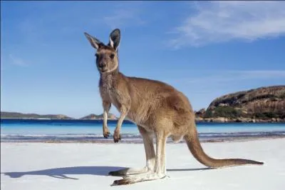 La queue du kangourou revt-elle une utilit particulire ?