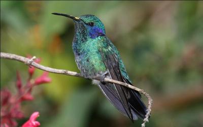Quelle est la particularit du colibri ?