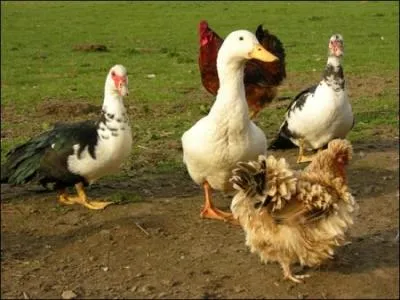 Pourquoi les leveurs vitent-ils la cohabitation canards / poules ?