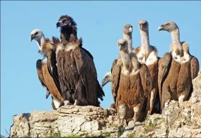 Savez-vous d'o vient le nom  rapace  ?