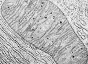 Quiz Les mitochondries