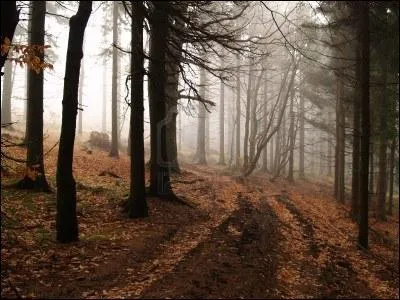 Quelle est cette chanson de Cabrel dans laquelle il chante   le vent fera craquer les branches, la brume viendra dans sa robe blanche, y aura des feuilles partout  ?