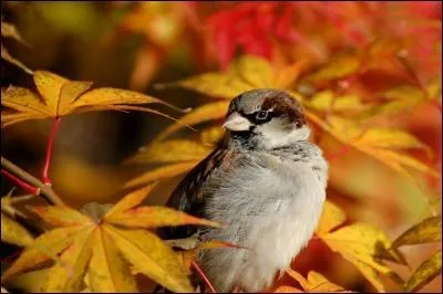 Qui chantait   Un soleil palissant jette encore sa lumire sur un oiseau errant qui fuit devant l'hiver. Au retour de l'automne feras-tu comme l'oiseau ? ... . Restera-t-il encore un peu de notre amour au premier vent du Nord aux premiers mauvais jours  ?