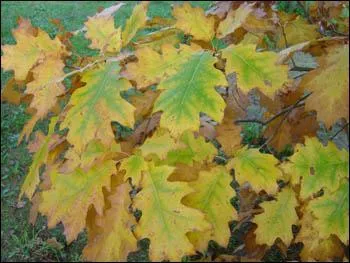 Que sont ces jolies feuilles aux couleurs d'automne ?