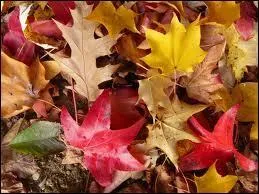 Qui a crit le recueil  les feuilles d'automne  ?