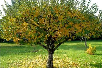Quel est ce bel arbre dont nous cueillons les fruits  l'automne ?