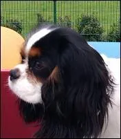 Comment s'appelle le chien de Zayn Malik ?