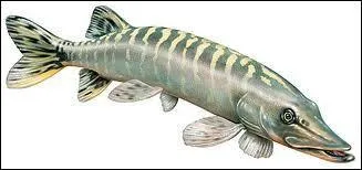 Quel est ce poisson ?