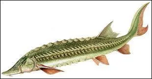 Quel est ce poisson ?