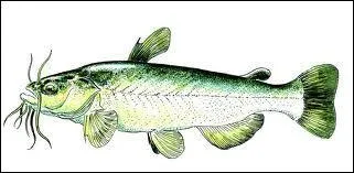 Quel est ce poisson ?