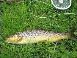 Quel est ce poisson ?