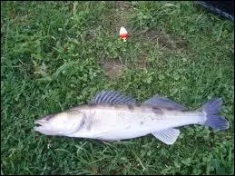 Quel est ce poisson ?