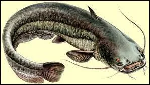 Quel est ce poisson ?