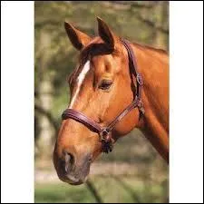 Quelle est la marque de ce licol ?