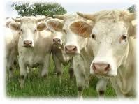 Quiz Vaches