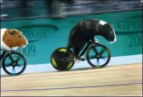 Un cochon d'Inde trs agile ! C'est une langue dcouverte au nord-est de l'Inde, jusqu'alors inconnue avant 2010 :