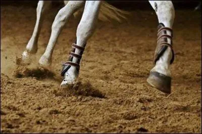  Pas de pied, pas de cheval . Cela veut dire...