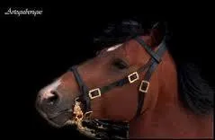 Si l'on se rend compte qu'un cheval  la colique, que faut-il faire ?