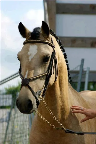 Isabelle est une robe dont le corps est alezan avec les crins noirs.