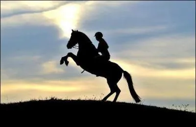 Quelles sont les 2 races les plus connues pour leur capacit en haute cole de dressage ?