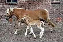 Si un poulain est n dans l'anne du  H , comment peut-on l'appeler ?