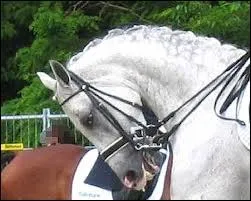 Comment s'appelle cette technique de dressage assez dangereuse qu'exerce ce cheval ?