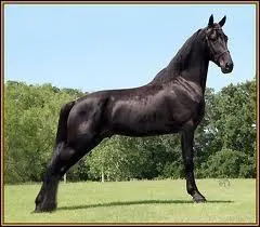 Cette race amricaine peu connue est appele...