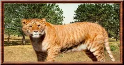 Qu'est-ce qu'un ligre ?