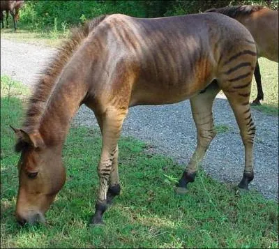 Ceci est un zorse, qu'est-ce qu'un zorse ?