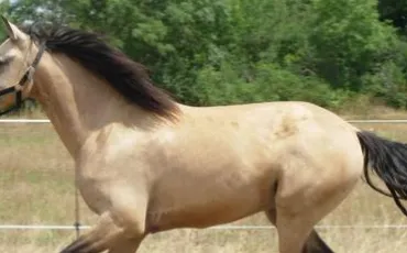 Quiz Poneys