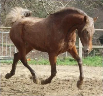 Quelle est cette robe ?