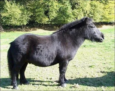 Quel shetland y a-t-il au club ?