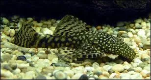 Poisson de fond noir tachet ou blanc albinos, je suis un alli de taille pour la lutte contre les algues qui peuvent prolifrer dans l'aquarium. Qui suis-je ?