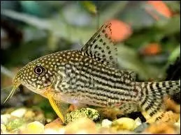 Petit poisson-chat, je suis dot de barbillons qui me permettent de dtecter la nourriture. Qui suis-je ?