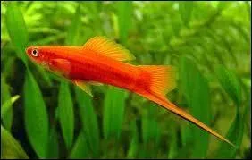 Je suis un ovovivipare car mes ufs closent  l'intrieur de mon ventre. Les mles de mon espce possdent une caudale allonge en forme de pointe. Qui suis-je ?